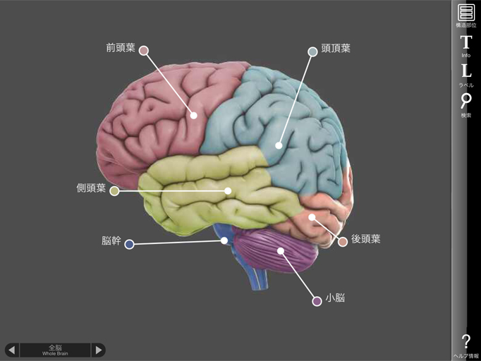 図1 「3D Brain」全体脳のイメージ