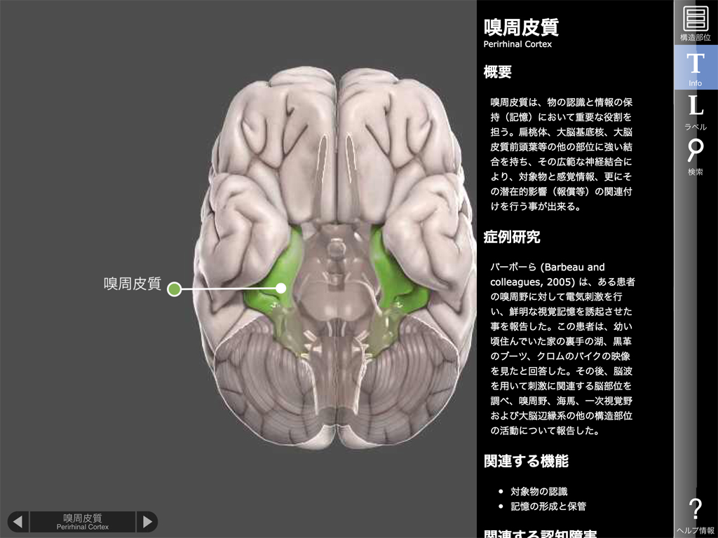 図2　各脳部位のポイント解説イメージ