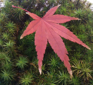 杉苔と紅葉