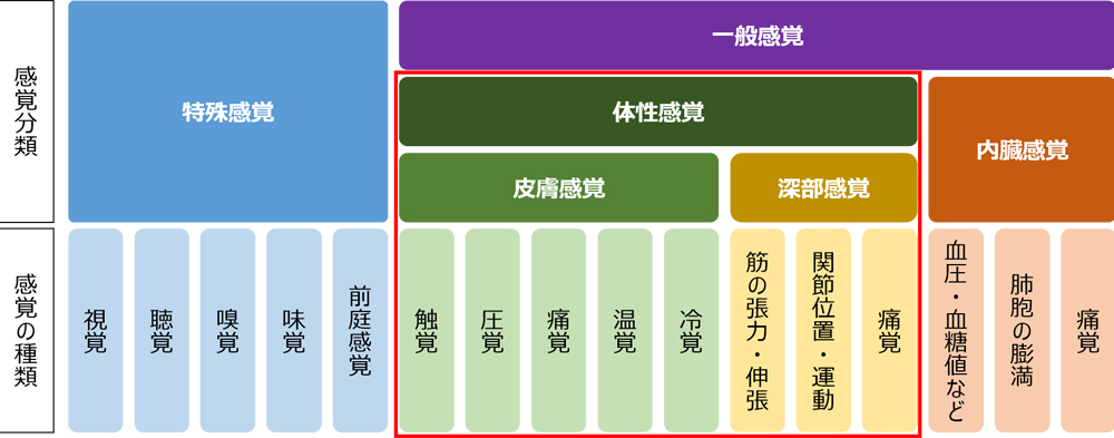 表1| 現代の生理学における感覚の分類