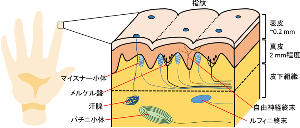 図1| 皮膚無毛部の触覚受容器