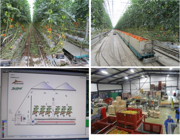 図表5 オランダの施設園芸/