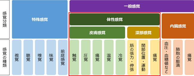 現代の生理学における感覚の分類