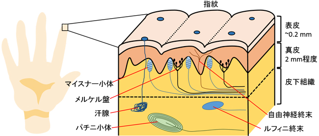 図1| 皮膚無毛部の触覚受容器.