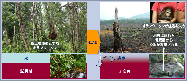 熱帯雨林伐採による生態系への影響イメージ