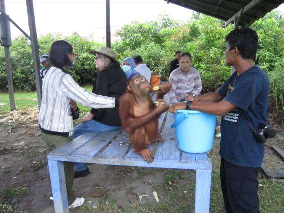 オランウータン保護センターで保護・育成されるオランウータン